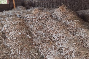 GARLIC from Zimbabwe